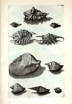 Cochleæ Alatæ: G. Cornuta Foemina; I. Cornuta millepeda; K. Cornuta nodosa; L. Alata lata; M. Epidromis; N. Epidromis gibbosa;  O. Epidromis altera; P. Epidromis minima; Fig. 6. (Belg.) Geband Lap-hoorntje; Fig. 7. (Belg.) Tweede geband Lap-hoorntje.