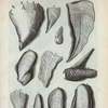 Musculi: A. Vulsella; B. Musculus vulgaris major; C. Mitulus anatarius; D. Mitulus saxatilis; E. Musculus arenarius; F. Pholas; G. Avicula; H. Pholas Lignorum. Pinnæ: I. Pinna prima, sive oblonga; K. Pinna junior; L. Pinna lata, (Perna Plinii); M. Pinna lata altera; N. Pinna alba. Ostrea: O. Ostreum radicum, sive lignorum;