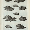 [Cochleæ Alatæ:] Q. Lentiginosa; R. Pugil; S. Luhuana; T. Canarium; V. Canarium alterum; W. Canarium tertium; X. Canarium latum; Y. Alia species Canarii; Fig. 1. 2. Vexillum Arausicanum; Fig. 3. Alata maculata Laplandica; Fig. 4. Alata Indiæ Occidentalis;  Fig. 5. (Belg.) Kemp-haantje.