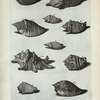 [Cochleæ Alatæ:] Q. Lentiginosa; R. Pugil; S. Luhuana; T. Canarium; V. Canarium alterum; W. Canarium tertium; X. Canarium latum; Y. Alia species Canarii; Fig. 1. 2. Vexillum Arausicanum; Fig. 3. Alata maculata Laplandica; Fig. 4. Alata Indiæ Occidentalis; Fig. 5. (Belg.) Kemp-haantje.