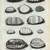 Porcellanæ Majores: A. Porcellana guttata; B. Porcellana montosa; C. Concha testudinaria; D. Argus; E. Caput anguinum; F. Caput anguinum minus; G. Caput anguinum tertium; H. Gibba; I. Talpa; K. Carneola; L. Pocellana salita; M.  Porcellana literata, sive Arabica; N. Porcellana lentiginosa;  O. Variolæ; P. Variolarum altera species; Q. Ovum.