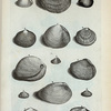 Conchæ Bivalviæ: A. Chama circinata; B. Chama litterata oblonga; C. Chama litterata rotunda; D. Chama pectinata; E. Chama scobinata; F. Favus; G. Lingua tigerina; H. Chama granosa; I. (Mal.) Remies;  K. Toede baya; L. (Belg.)  Xulaneesche Letterschulpje, of Tour de Bra; N. (Mal.) Remies Gargadja; O. (Belg.) Een ander zoort van Remies, Scherfje genoemt.