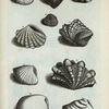 Chamæ Asperæ, sive Chametraheæ: A. Chama squammata; B. Chama aspera et obtusa, Chama Noachina; C. Chama striata; D. Testa; E. Cartissa; F. Quadrans; Chamæ Læves: G. Chama lævis, Gllycemeris Indica; H. Chama lutaria et coaxans; I. Chama virgata; K. Chama optica.