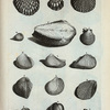 Pectines et Pectunculi: A. Pecten primus, sive vulgaris; B. Pecten secundus; C. Pecten tenuis; D. Radula; E. Pectunculus vulgaris; F. Fragum; G. Fragum album; H. Fragum alterum; I. Pecten virgineus; K. Pecten granosus; L. Pecten saxatilis; M. (Belg.) Vierde zoort van Bastaard Ark, Billetjes; N. Pecten bullatus; O. (Mal.) Bia Sabandar; P. (Belg.) Regte Noachs Ark.