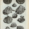 Fig. 1. Ostreum Echinatum sanguineum; Fig. 2. Ostreum Echinatum  cinereum flammis rubris; Fig. 3. (Belg.) Rotz-doublet; Fig. 4 (Belg.) Opregte Venus-schulp met haayr; Fig. 5. Anus rugosa; Fig. 6. (Belg.) De geribde Venus-doublet; Fig. 7. Koraal-doublet aan zijn eene zijde geribt en gevoorent; Fig. 8. (Belg.) Des zelfs andere zijde, hebbende op zijde ribben eenige knobbels; Fig. 9. (Belg.) Zeldzame Nagel-schulp; Fig. 10. (Belg.) Dubbelde Zots-kap; fig. 11. (Belg.) Een Zeldzame en fraaye Schulp.