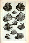 Fig. 1. Ostreum Echinatum sanguineum; Fig. 2. Ostreum Echinatum  cinereum flammis rubris; Fig. 3. (Belg.) Rotz-doublet; Fig. 4 (Belg.) Opregte Venus-schulp met haayr; Fig. 5. Anus rugosa; Fig. 6. (Belg.) De geribde Venus-doublet; Fig. 7. Koraal-doublet aan zijn eene zijde geribt en gevoorent; Fig. 8. (Belg.) Des zelfs andere zijde, hebbende op zijde ribben eenige knobbels; Fig. 9. (Belg.) Zeldzame Nagel-schulp; Fig. 10. (Belg.) Dubbelde Zots-kap; fig. 11. (Belg.) Een Zeldzame en fraaye Schulp.