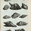 Buccina: A. Buccina scalare verum; B. Argus fasciatus; C.D.E. Buccina admodum rara; F. (Belg.) De omgewonde Hoorn; G. (Belg.) Gevoorende Plek-hoorn; H. Gebande Achaat-hoorn; I. (Belg.) Olykoek-hoorn; K. (Belg.) Gebande Knobbel-hoorn; L. (Belg.) Getakte Zwitsers-brock, of de Morgenstar, by de Oude de bonte Tak-hoorn.