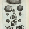 A. Pila Porci, crustâ coloris castanei obducta, attam friabili et hinc inde decorticata, internè est subtilissimè pilosa et firmiter compressa; B. Est altera species (Pila marina à quibusdam nuncupata) h&c crusta caret, et partium pilosarum priori multo spongiosier; C. Est Pila hisce in oris ex stomacho Porci cicuris exsecta; D. Ophites Ceylonicus; E. Ætites; F. Est alter Ætites per medium dissectus, continens in gremio G. lapillum subalbum; H. Amianthus Ambonicus; G. Lapis è capite vaccæ marinæ cæsus;  H. Lapis è capite lupi marini; I. Lapis è capite Tauri;  Fig. 1. Ramulus Eglenterii cum foliis et fructu in lapidem conversus.