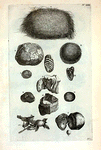 A. Pila Porci, crustâ coloris castanei obducta, attam friabili et hinc inde decorticata, internè est subtilissimè pilosa et firmiter compressa; B. Est altera species (Pila marina à quibusdam nuncupata) h&c crusta caret, et partium pilosarum priori multo spongiosier; C. Est Pila hisce in oris ex stomacho Porci cicuris exsecta; D. Ophites Ceylonicus; E. Ætites; F. Est alter Ætites per medium dissectus, continens in gremio G. lapillum subalbum; H. Amianthus Ambonicus; G. Lapis è capite vaccæ marinæ cæsus;  H. Lapis è capite lupi marini; I. Lapis è capite Tauri;  Fig. 1. Ramulus Eglenterii cum foliis et fructu in lapidem conversus.