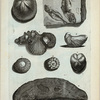 Hæc Tabula continet Figuras quarundum Specierum in Lapides conversarum. A. Rupes cum variis conchis, inter quas una crenata coloris admodum cærulei; B. Concha, quæ vocatur Cucullus simplex; C. Echinus esculentus, cujus cortex plane est lapideus, attamen partes internæ molliores et albæ; D. Echinus alter; E. Echinus durissimus instar pyritis ex minera extractus; F. Echinus sulcatus; G. Piscis in lapidem conversus papidi nigro solidissimo inclusus; H. Sunt duo Pisces cum spinis coloris subrubri, lapidi albo et molli inclusi.