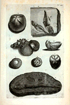 Hæc Tabula continet Figuras quarundum Specierum in Lapides conversarum. A. Rupes cum variis conchis, inter quas una crenata coloris admodum cærulei; B. Concha, quæ vocatur Cucullus simplex; C. Echinus esculentus, cujus cortex plane est lapideus, attamen partes internæ molliores et albæ; D. Echinus alter; E. Echinus durissimus instar pyritis ex minera extractus; F. Echinus sulcatus; G. Piscis in lapidem conversus papidi nigro solidissimo inclusus; H. Sunt duo Pisces cum spinis coloris subrubri, lapidi albo et molli inclusi.