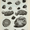 Fig. 1. Myïtes;  Fig. 1. Cancri lapidescentis superna  pars; Fig. 2. Pars infima antecedentis;  Fig. 3. Cancer  lapidescens ex India Occidentali; A. Strombus Tympanorum interne et externe omnino lapideus; B. Priori similis sed adhuc rupi inclusus; C. Concha duplicata; D. Cornu Ammonis; E. Conchlea cum colore integro; F. Voluta lapidea; G. (Belg.) Slek-hoorntje; H. Species Cornu Ammonis; I. (Belg.) Een getopt Hoorntje; K. Pecten duplicatus purissumus et pulcher piscem inclusum possidens, omnimodo in lapidem conversus; L. Eadem species prioris; M. Amusium crenatum; N. Concha oblonga obliquis ad se invicem currentibus costis.