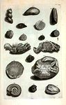 Fig. 1. Myïtes;  Fig. 1. Cancri lapidescentis superna  pars; Fig. 2. Pars infima antecedentis;  Fig. 3. Cancer  lapidescens ex India Occidentali; A. Strombus Tympanorum interne et externe omnino lapideus; B. Priori similis sed adhuc rupi inclusus; C. Concha duplicata; D. Cornu Ammonis; E. Conchlea cum colore integro; F. Voluta lapidea; G. (Belg.) Slek-hoorntje; H. Species Cornu Ammonis; I. (Belg.) Een getopt Hoorntje; K. Pecten duplicatus purissumus et pulcher piscem inclusum possidens, omnimodo in lapidem conversus; L. Eadem species prioris; M. Amusium crenatum; N. Concha oblonga obliquis ad se invicem currentibus costis.