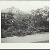 Tree in front of the Brooklyn Ave. schoolhouse after the hurricane