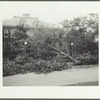 Tree in front of the Brooklyn Ave. schoolhouse after the hurricane