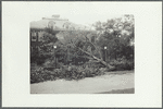 Tree in front of the Brooklyn Ave. schoolhouse after the hurricane