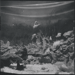 Aquarium