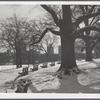 View in Brooklyn's Fort Greene Park