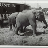 Hunt Bros. Circus elephants