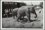 Hunt Bros. Circus elephants
