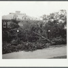 Tree in front of the Brooklyn Ave. schoolhouse after the hurricane