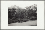 Tree in front of the Brooklyn Ave. schoolhouse after the hurricane