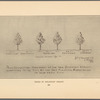 Trees in Delancey Street