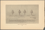 Trees in Delancey Street