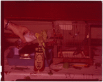 Tropical bird drinking Ballantine Ale