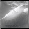 Manatee