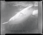 Manatee