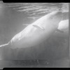 Manatee