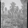 Palm trees