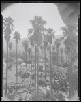 Palm trees