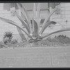 Aloe plant