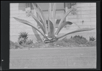 Aloe plant