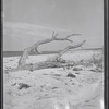 Driftwood