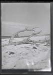 Driftwood
