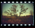 Tree in the field