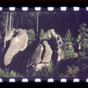 Boulders surrounded by trees