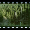 Trees and a large boulder