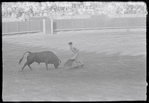 Spanish bullfighting