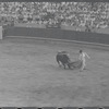 Spanish bullfighting