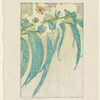 Eucalyptus
