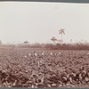 Tobacco field, sungrown. Havana Tobacco Co.