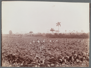 Photographs by G. Blain