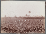 Tobacco field, sungrown. Havana Tobacco Co.