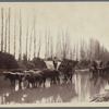 Carreta en el campo - cerca de Santiago