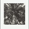 Araucarian Pinus