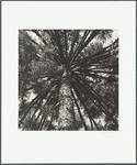 Araucarian Pinus